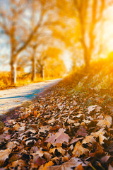 Paisaje otoñal al atardecer. Idílico paisaje otoñal al atardecer. Árboles, hojas y luz del sol.