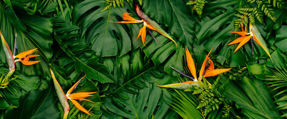 Tropical exotic flower, Closeup of Bird of Paradise or strelitzia reginae blooming on green leaves...