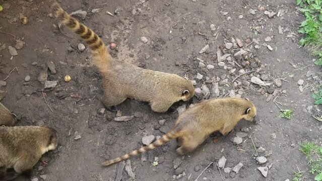 Funny South American ring-tailed Coati - Nasua digs the ground among a flock of relatives in zoo. Wild life animal with a long striped tail looking like raccoon also known as coatimundi in Mexico
