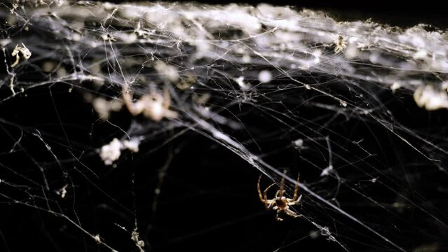 Spider spinning its web at night. Work in progress, continuously moving insect legs, preparing for evening hunting. Chaotic, complex and spooky cobweb scenery. Halloween, nightmare and fear concept.