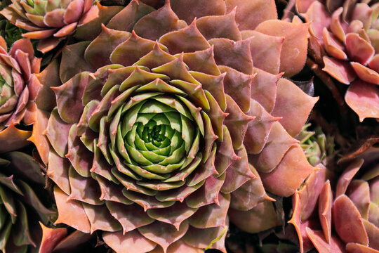 coeur &eacute;toil&eacute; d'une plante grasse