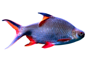 Plano de cerca de pescado exotico salvaje de rio.