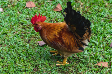 rooster on the grass