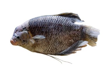 Plano de cerca de pescado exotico salvaje de rio.