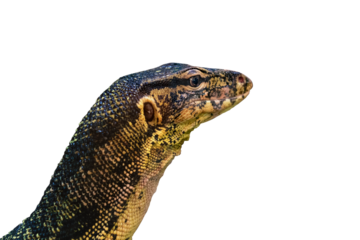 cabeza de lagarto varano o dragón de komodo.