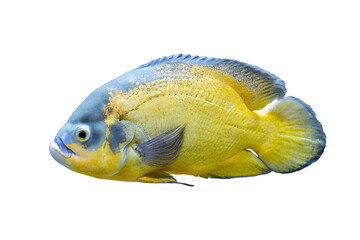 Plano de cerca de pescado exotico salvaje de rio.
