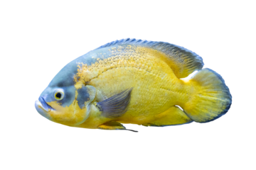 Plano de cerca de pescado exotico salvaje de rio.