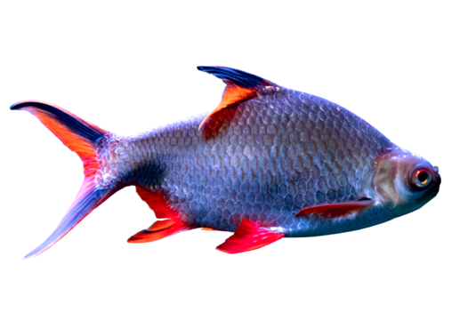 Plano de cerca de pescado exotico salvaje de rio.