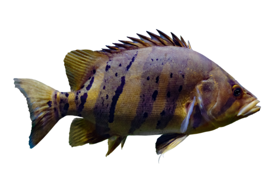 Plano de cerca de pescado exotico salvaje de rio.