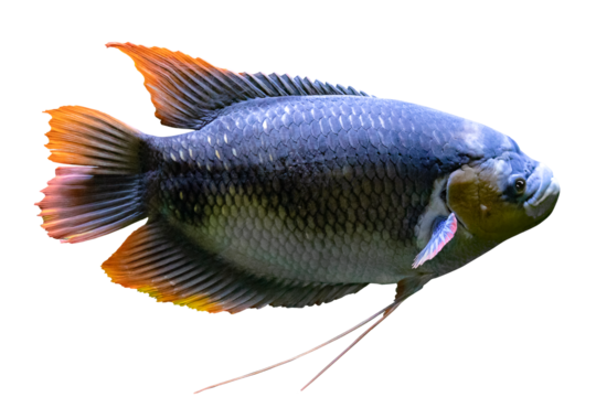 Plano de cerca de pescado exotico salvaje de rio.