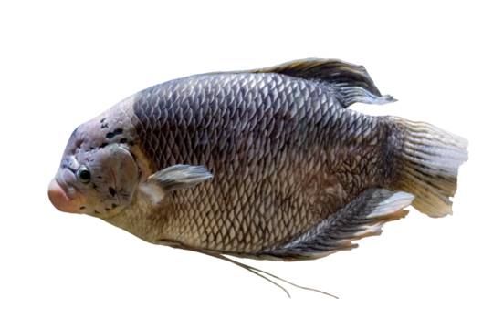 Plano de cerca de pescado exotico salvaje de rio.