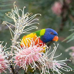 Rainbow lorikeet feeding on flowers, New South Wales, Australia. Cute Australian parrot species.