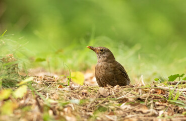 female blackbird on the meadow