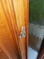 Butterfly Agrius convolvuli sitting on a wooden door panel