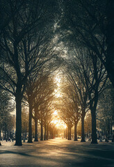sunset in the park