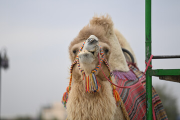 camel, animal, desert, mammal, head, dromedary, nature, face, brown, hump, zoo, sand, travel,...