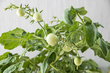 green cherry tomatoes grown in a pot