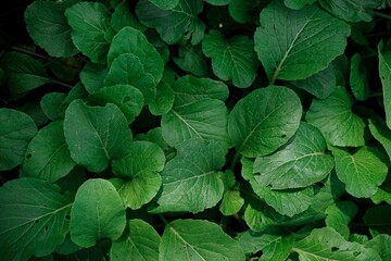 green leaves background