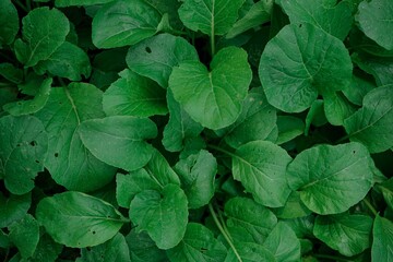 green leaves background