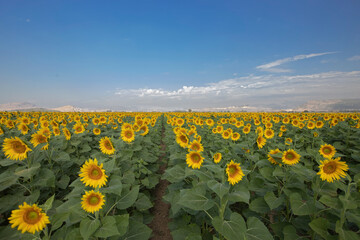 Obraz premium Turkey - a cloudy sky and blooming sunflowers in Tekirdag region