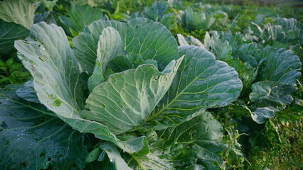 cabbage plants that planted on the plantation on winter sesion, the leaves are green and look fresh - organic vegetable plantation
