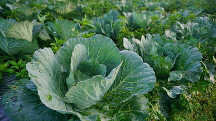 Naklejka premium cabbage plants that planted on the plantation on winter sesion, the leaves are green and look fresh - organic vegetable plantation 