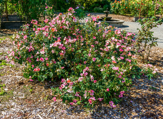 Seatac Garden Pink Blossoms