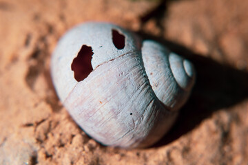 An old, empty, holey shell of a grape snail lies on the sand. Close-up.