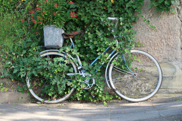 Fototapeta na wymiar zugewachsenes Fahrrad