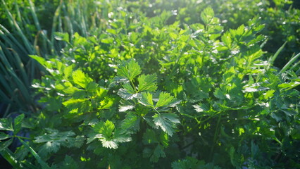 Fototapeta na wymiar celery plants that planted on the plantation on winter sesion, the leaves are green and look fresh - organic vegetable plantation 