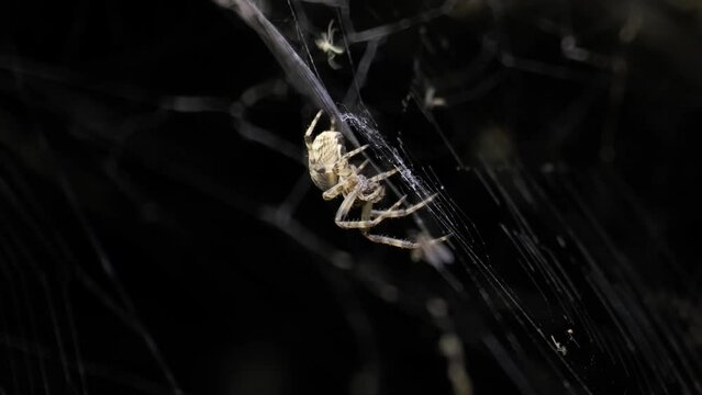 Close-up of diadem spider sitting its web at night and eating a little wrapped prey insect. Silk covered bug ball. Continuously moving predator chelicerae. Evening hunting. Spooky cobweb scenery. 4K
