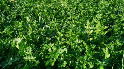 celery plants that planted on the plantation on winter sesion, the leaves are green and look fresh - organic vegetable plantation
