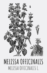 Vector drawings of Melissa officinalis. Hand drawn illustration. Latin name MELISSA OFFICINALIS L.
