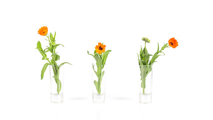 Fresh calendula flowers in three glass vases on a white background, front view, close-up. Herbal medicine. Alternative medicine. 