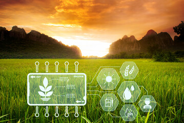 Paddy rice field with digital info for checking the technology system in gardening, farming, icon farmer technology, innovation for smart farming systems.	