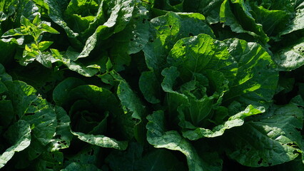 cabbage plants that planted on the plantation on winter sesion, the leaves are green and look fresh - organic vegetable plantation
