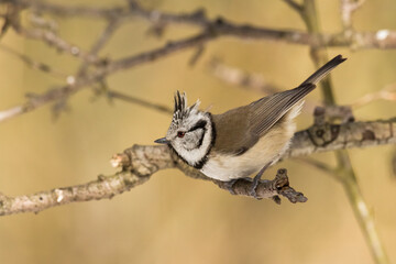 Fototapeta premium Bird Crested tit Lophophanes cristatus small bird perched on the tree in forest, Poland Europe