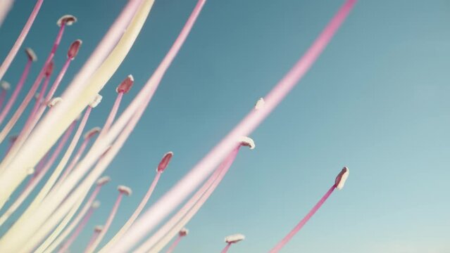 A caper flower with pink stamens, against a blue sky. Dolly slider extreme close-up.