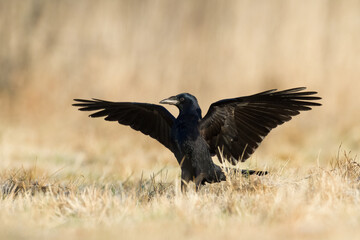 Bird Rook corvus frugilegus landing, black bird in winter time, Poland Europe