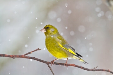 Obraz premium The European greenfinch Chloris chloris or common greenfinch songbird winter time blurred background