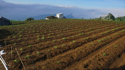 Young potato plant that planted on the plantation on winter sesion, the leaves are green and look fresh - organic vegetable plantation
