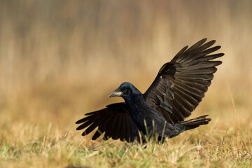 Bird Rook corvus frugilegus landing, black bird in winter time, Poland Europe