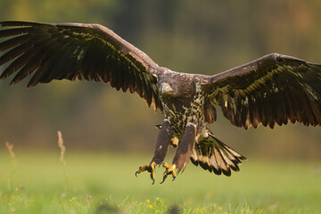 Fototapeta premium Majestic predator White-tailed eagle, Haliaeetus albicilla in Poland wild nature juvenile bird