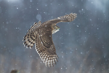 Birds of prey Goshawk Accipiter gentilis juvenile bird hunting time Poland Europe adult male bird flying