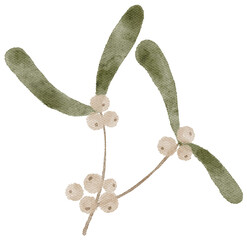 Watercolor mistletoe plant illustration. Delicate fragile botanical twig leaf