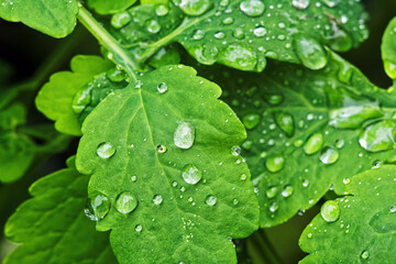 Close up of green leaf with droplets of water drops on background of leaves