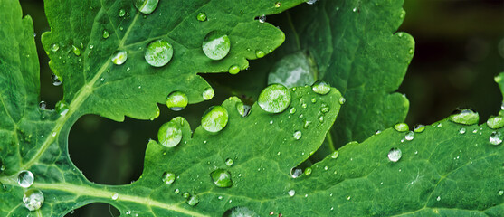 Close up of green leaf with droplets of water drops on background of leaves