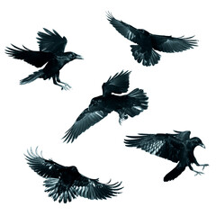 Birds flying ravens isolated on white background Corvus corax. Halloween - mix five birds