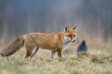 Fox Vulpes vulpes in autumn scenery, Poland Europe, animal walking among autumn meadow in amazing warm light	