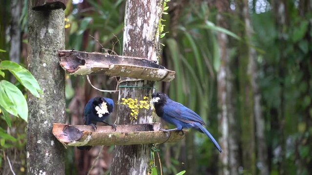 gralha-azul, ave-s&iacute;mbolo do Paran&aacute;, onde existe o seu principal habitat: a Mata de Arauc&aacute;ria. Uma lenda diz que o p&aacute;ssaro &eacute; respons&aacute;vel pela manuten&ccedil;&atilde;o da mata pelo fato de estocar pinh&otilde;es e enterr&aacute;-l